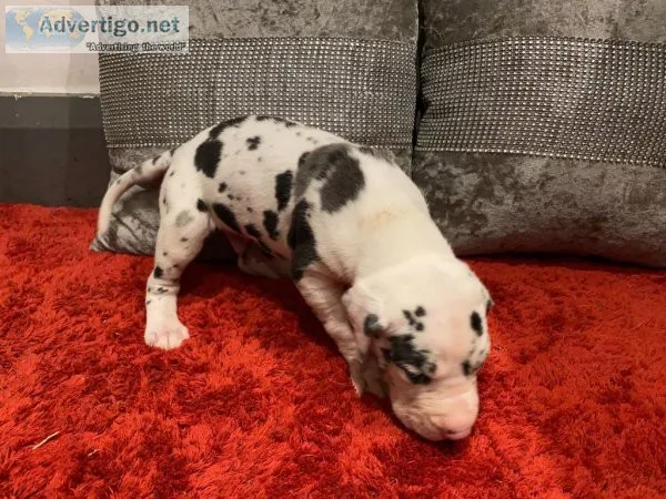 Gorgeous Great Dane Puppies
