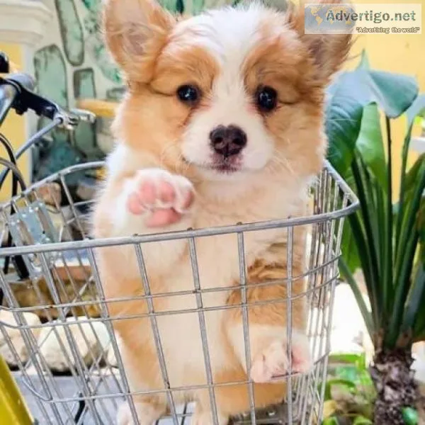 Tri Coloured Pembroke Welsh Corgi Puppies