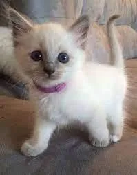 Get adorable Siamese kittens whatsapp1(424)430-0 354