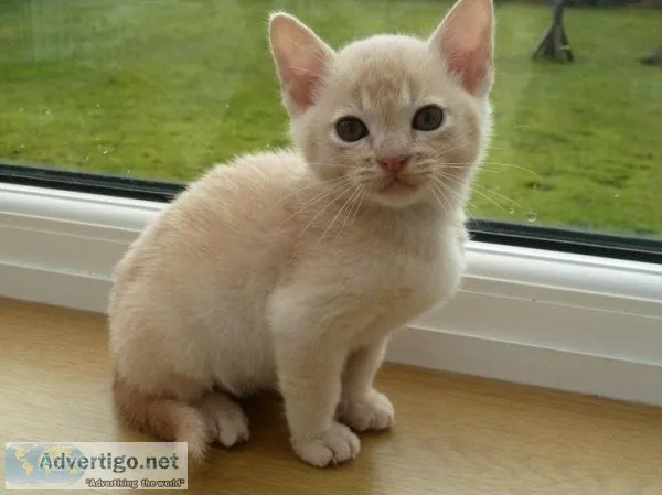 Burmese Kittens