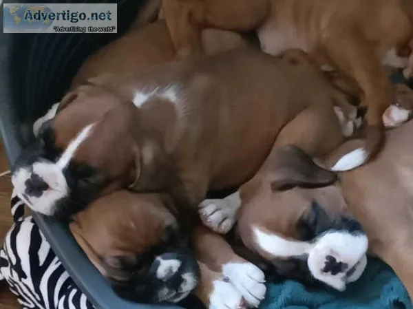 Beautiful kc registered boxer pups