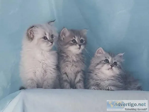 Active registration Siberian kittens for sale