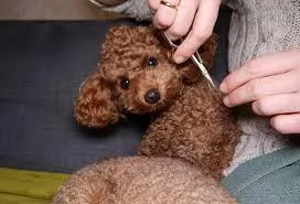 Get Mini Toy Poodle Puppies