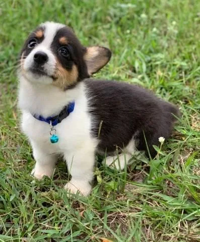 Adorable Pembroke Welsh Corgi puppies searching for a lovely