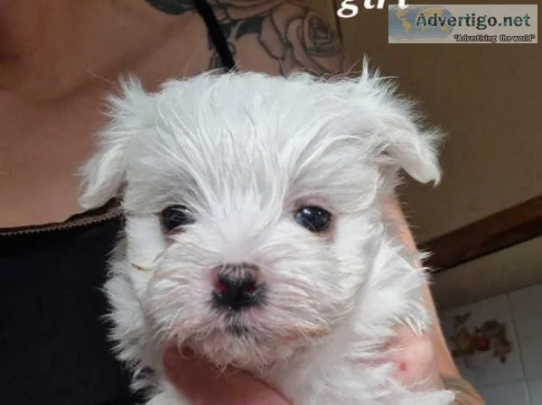 Pure Maltese puppies for sale 1 girl 1 boy