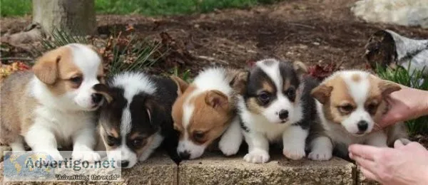 Our puppies have started putty training