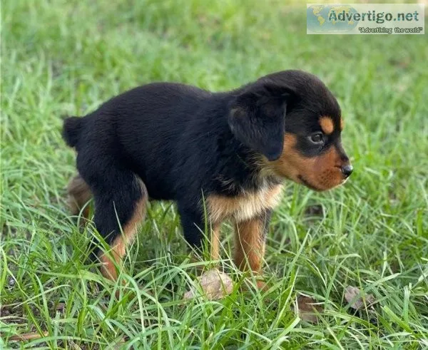 Gorgeous rottweiler puppies