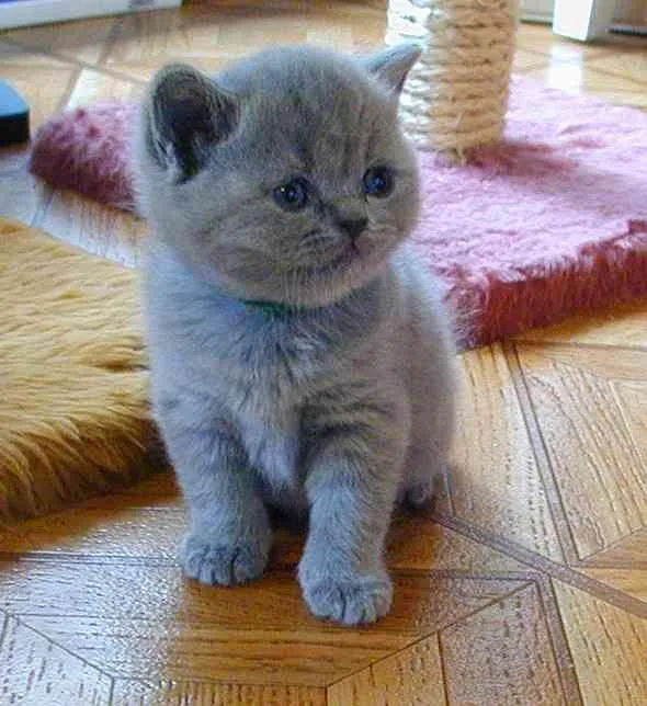 Beautiful British shorthair Kittens