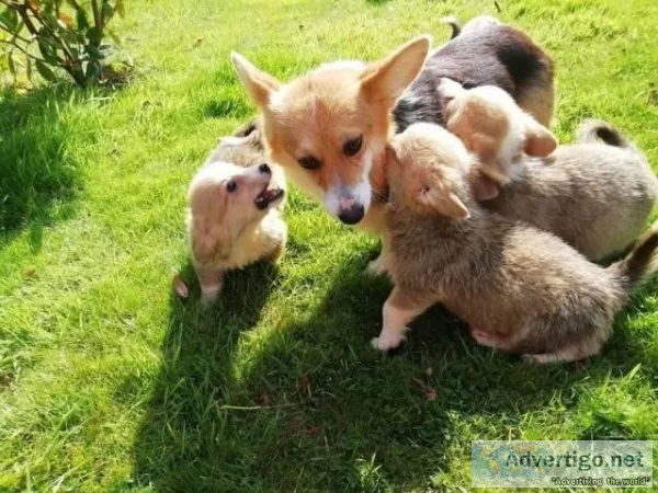 beautiful corgi puppies that have been home Train