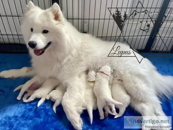 Samoyed KC Pedigree Puppies