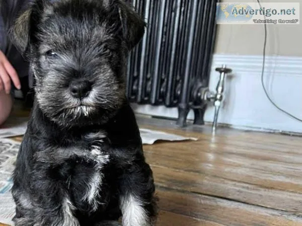 Miniature schnauzer puppy s.
