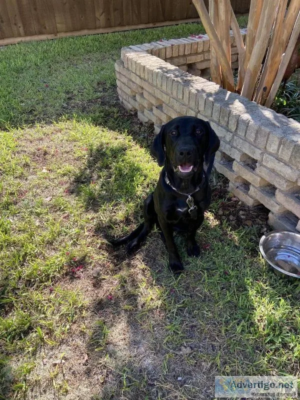 Beautiful Lab Needs A Forever Home
