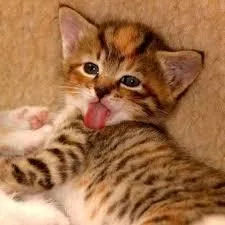 Get adorable bengala kittens whatsapp1(424)430-0 354