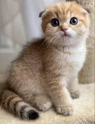Get adorable scotish fold kittens whatsapp1(424)430-0 354