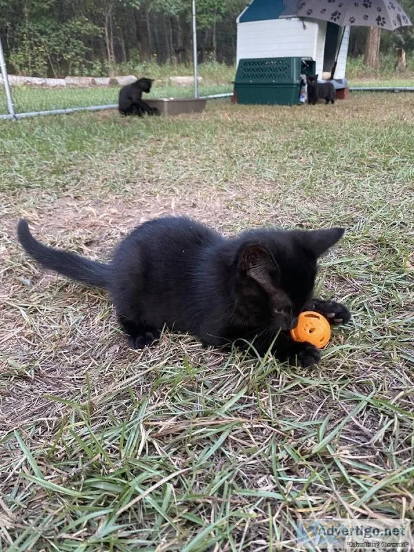 KITTENS FREE TO GOOD HOME