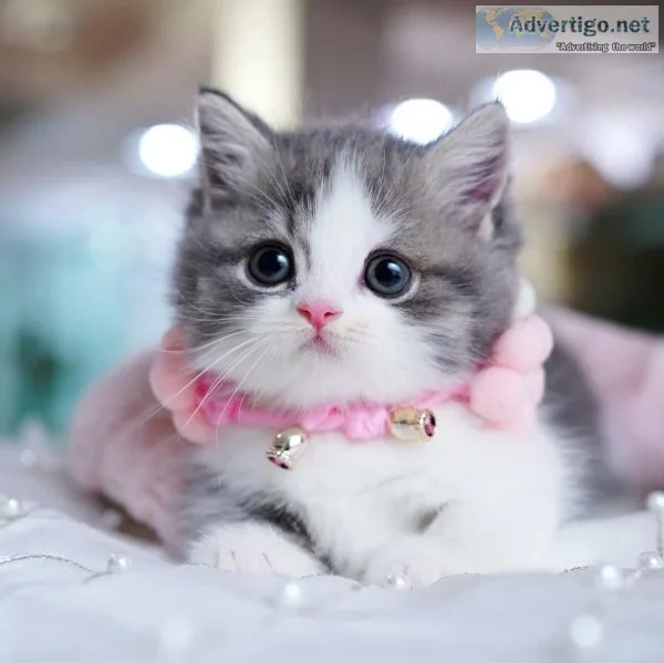 Munchkin kittens for sale