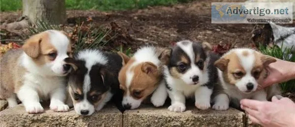 Friendly Welsh Corgi (Pembroke) Puppies