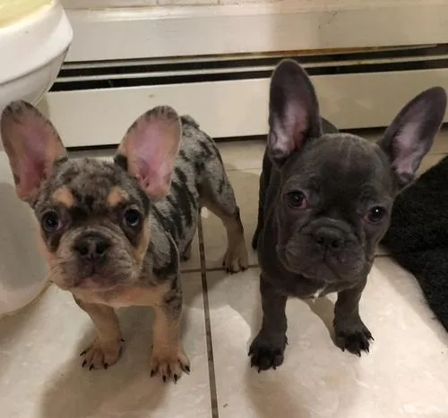 2 Active French Bulldogs Puppies