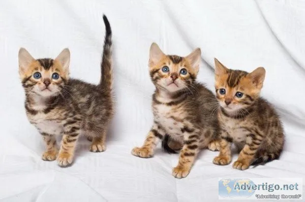 Brown Spotted Bengal Kitten