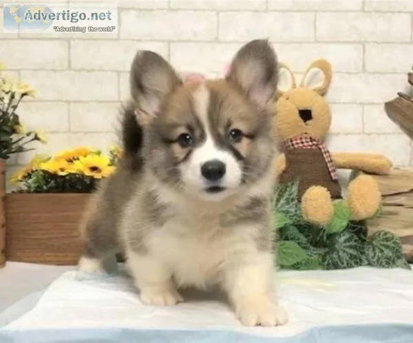 CKC American Corgi puppies