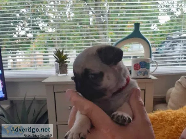 Full pedigree pug puppies for sale