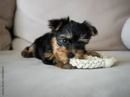 Get mini toy Yorkie puppies
