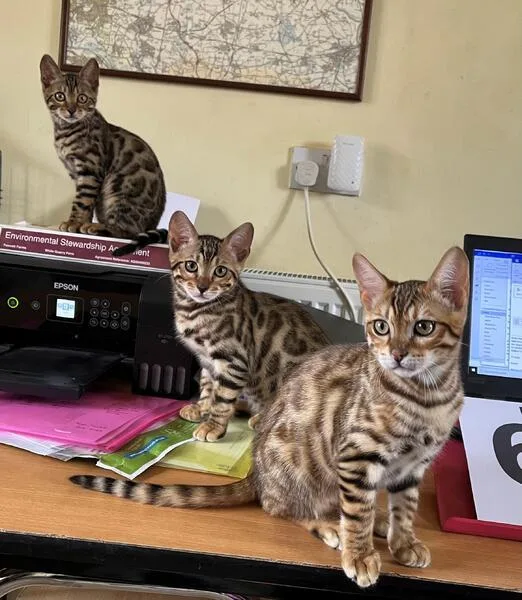 Friendly  Bengal Kittens