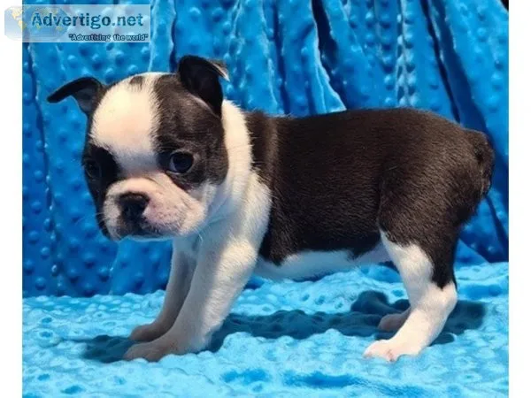 Afectionate Boston Terrier Puppies