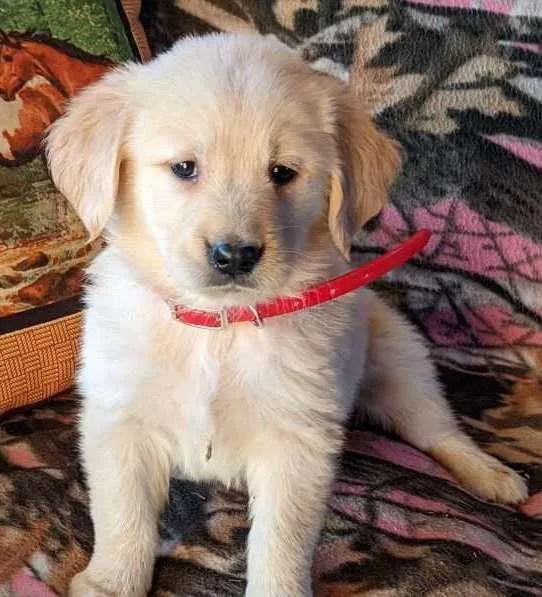 Hershey Golden retrieveer puppies