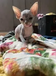Get adorable sphynx kittens whatsapp1(424)430-0 354