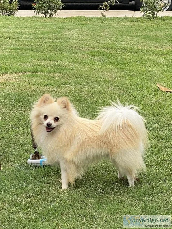 Gorgeous&rdquoAKC&r dquoWhiteCream