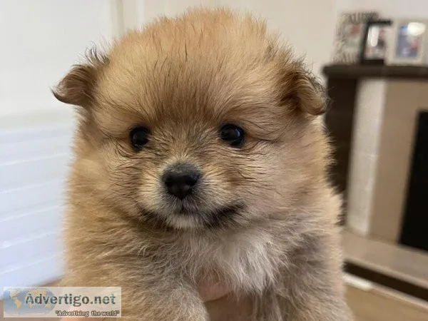 5 Tiny Pomeranian Puppies Ready