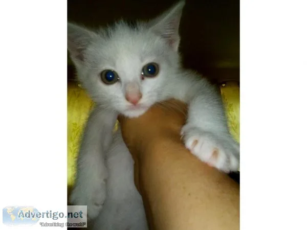 Turkish Angora kittens to a good home
