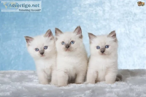Ragdoll Kittens
