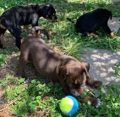 Puppies ready for homes