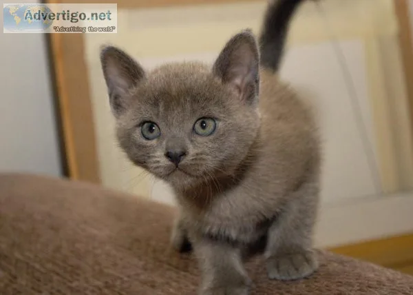 Burmese kitten