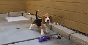 Get adorable Beagle puppies