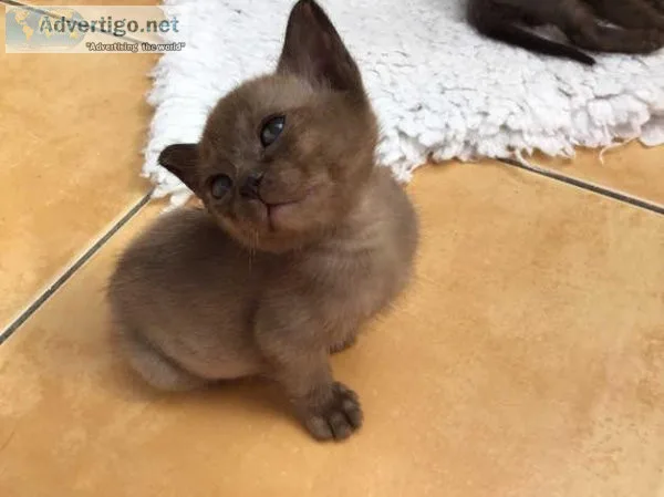 Beautiful Burmese kittens registered
