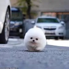 Get mini toy Pomeranian puppies