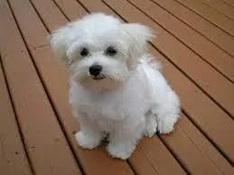Get Mini Toy Bichon Maltese puppies 