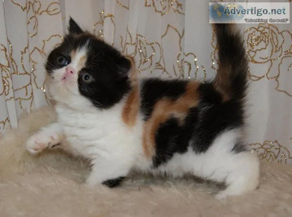 Exotic short hair kittens