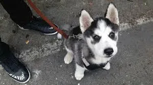 Get adorable husky puppies whatsapp 1(424)430-0354