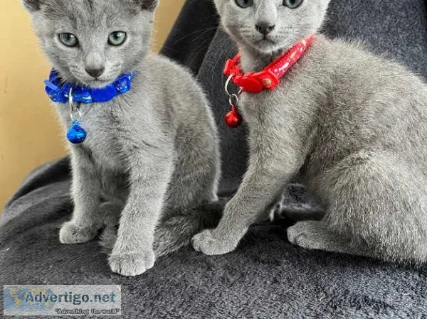 Pure BredFull Pedigree Russian Blue Kittens