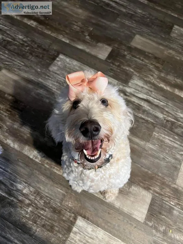 F1bb goldendoodles