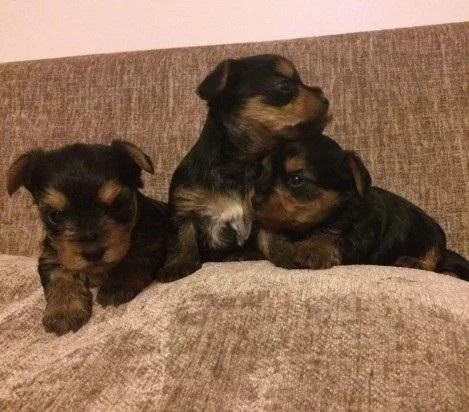 Adorable