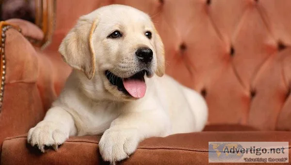 Labrador Puppy