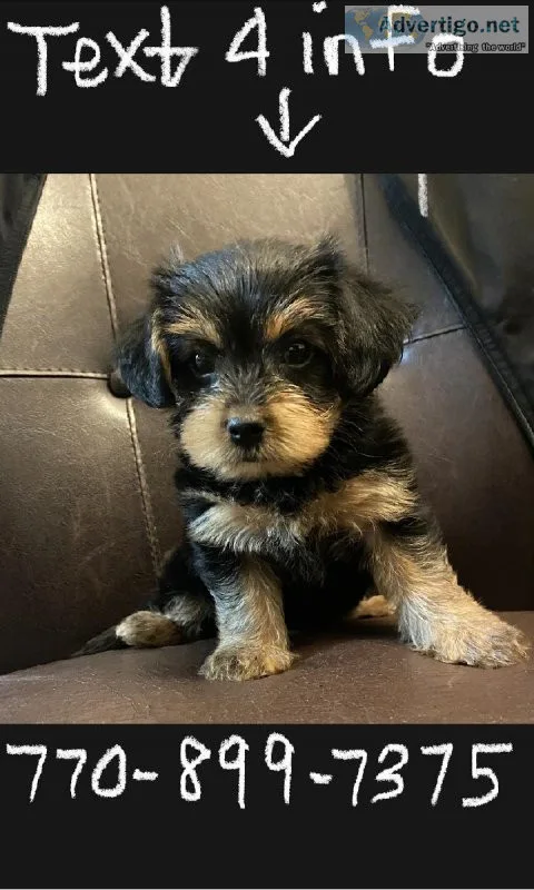 Yorkie female puppies