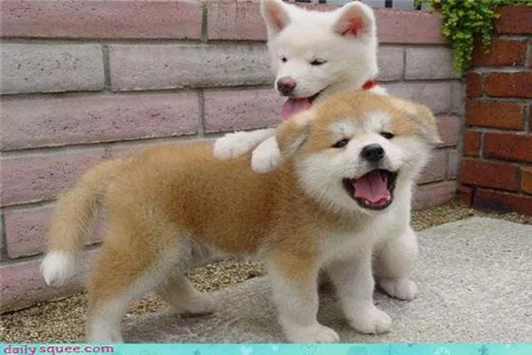 Japanese Akita Pups