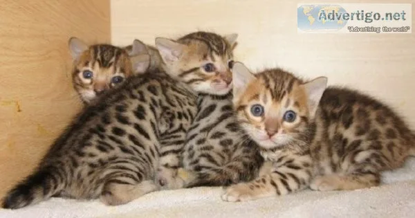 Affectionate Bengal Kittens