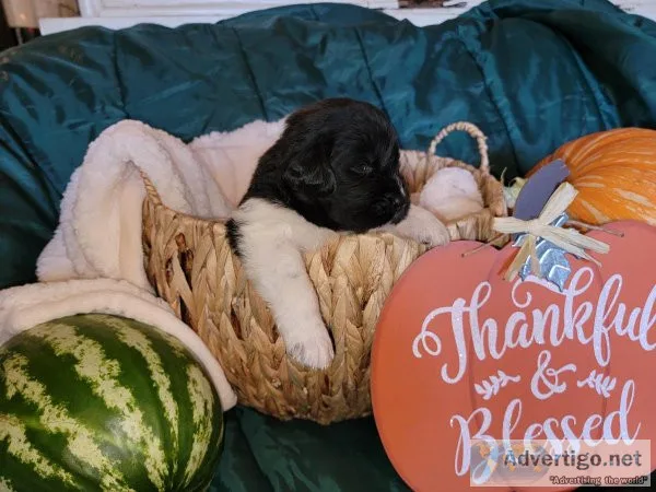 AKC Newfoundland Puppies